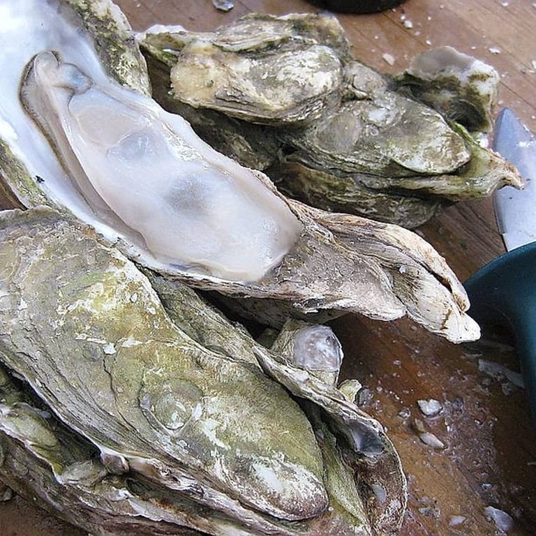 Delicious Oysters Await You